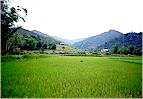 Rice field ( 15KB)