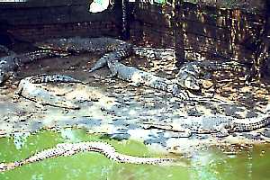 Crocodile Farm